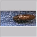 Sialis lutaria - Schlammfliege 01.jpg